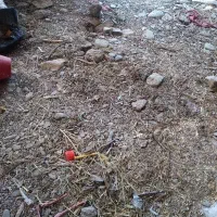 زمین مسکونی در روستای کیذور