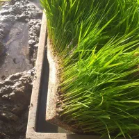نشا هاشمی و طارم