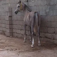 اسب