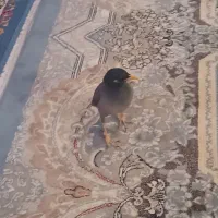 مرغ مینا