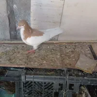 کبوترشهری یال زردماده جوان