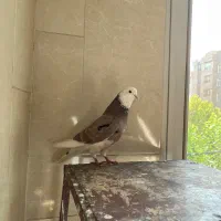 کبوتر گرو هما سرور