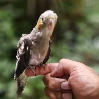 جوجه عروس هلندی سینامون 35 روزه