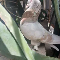 گوگ نر