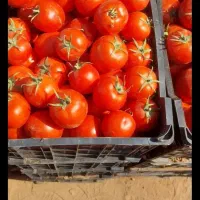گوجه فرنگی ربی درجه یک