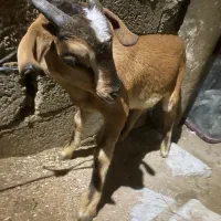 نری داشت وکشتن