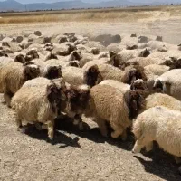 فروش بره پرواری نر