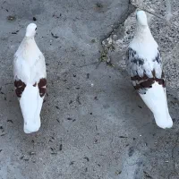 جفت تپر سرخ خال قدیم