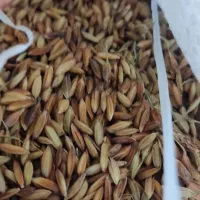 شلتوک بذری
