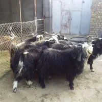 ساورین هیکلی