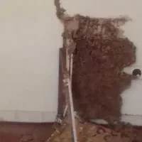موریانه زدایی وسم زدایی مجدم