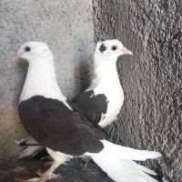 کبوتر  سرور. و سرنج.  پشت سیاه  کاکل پاچکمه جوجه