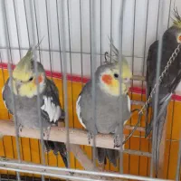 پرنده