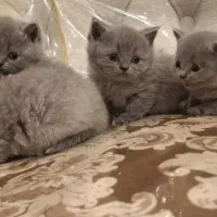 بریتیش بلو اصیل شورت هیر