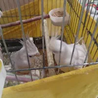 عروس هلندی