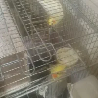 عروس هلندی نرو ماده  اماده جفت گیری به همراه قفس