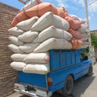 کاه گندم