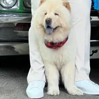 سگ چاو چاو نر