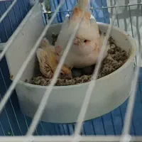 قناری موزاییکی