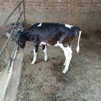 گوساله