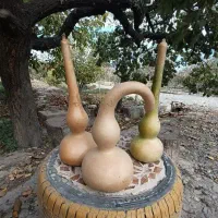 کدو قلیانی