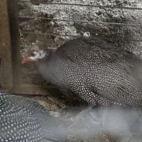 یکجفت مرغ  شاخدار روسی تخم گزار نر وماده