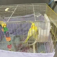 عروس هلندی هر دو ماده
