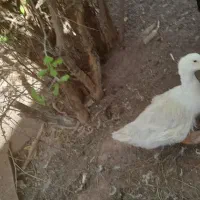 ارک پنج ماهه معاوضه با مرغ جوون