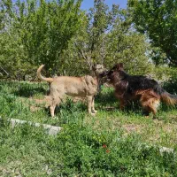 سگ سرابی ماده اصیل