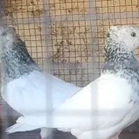 کله الماسی