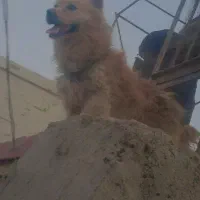 سگ پشمالو