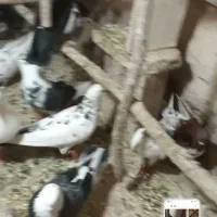 کبوتر