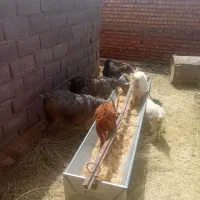 تعداد5