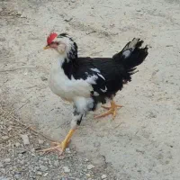خروس گلین لری