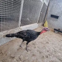 بوقلمون برنز