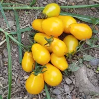 گوجه فرنگی