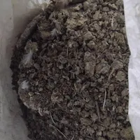 کودکبوتر