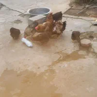 مرغ