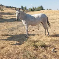 قاطر ماده