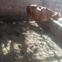 گاو ماده