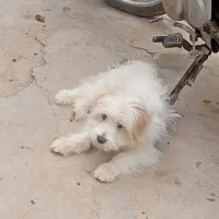 سگ پا کوتاه