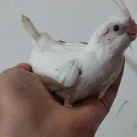 ملنگو مولد عروس هلندی گرینچیک کوتوله جوجه