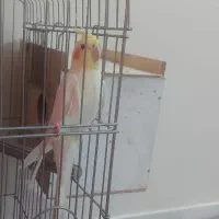 نر لوتینو مولد و درشت