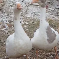 فروش دو عدد قو قاز جوان