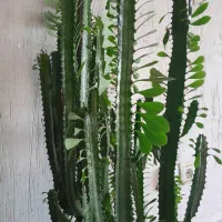 فروش گل