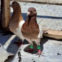 کبوتر غریب