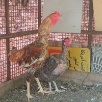 یک جفت مرغ خروس لاری