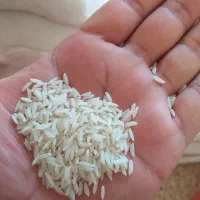 بازرگانی برنج متقی