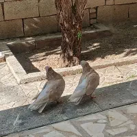 کبوتر زرد کاکولی اصفهانی استسنائی