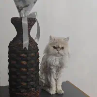 پرشین نر عقیم شده